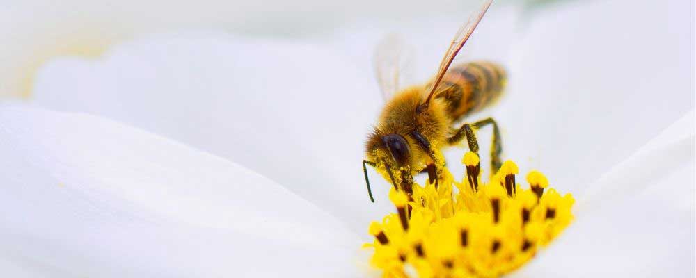 Plant more flowering trees to help the bees