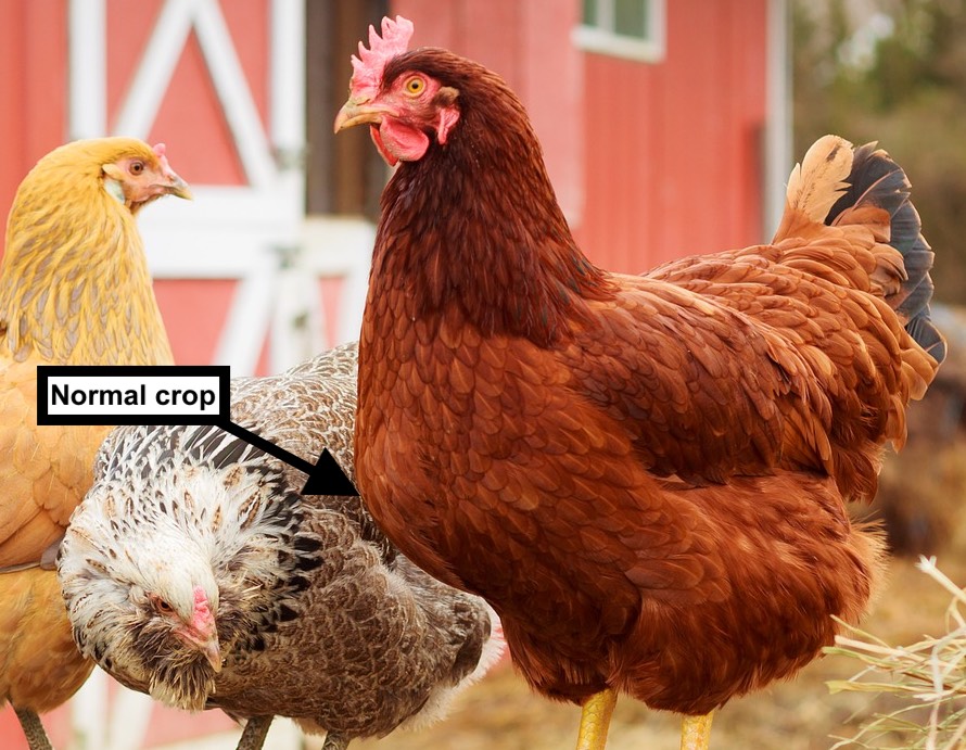 Normal chicken crop